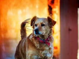 Allmän information om djurens rättigheter