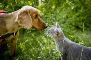 Kan katter och hundar vara vänner eller är det en myt?