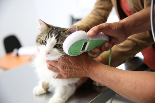 Katt som blir undersökt.
