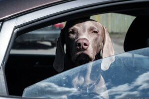 Var smart och lämna inte din hund i bilen