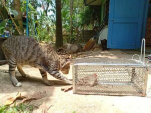 Leptospiros hos katter: symtom och behandling