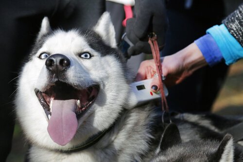 Mikrochip för din hund: är de användbara?