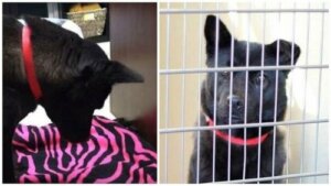 Harriet: en misshandlad hund som inte kan ligga ned och sova