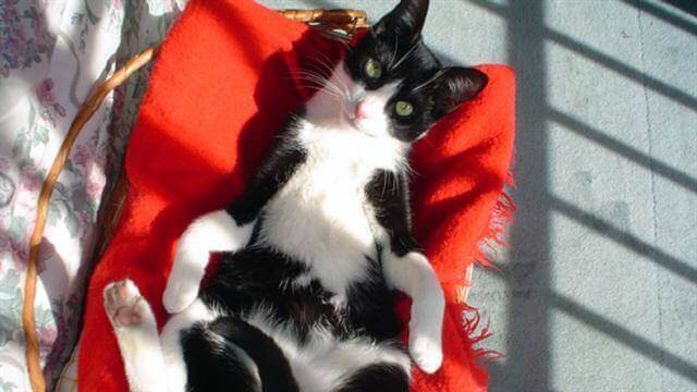 Muki som tar det lugnt.