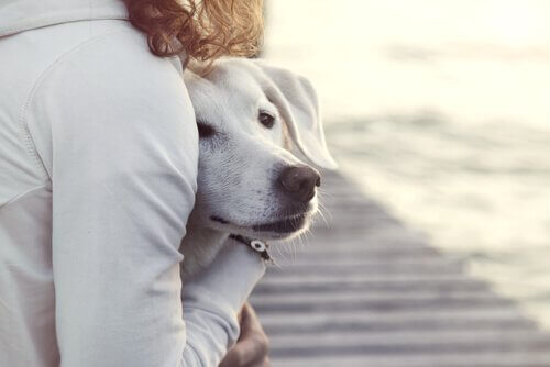 Ogillar din hund besökare? Kolla in dessa tips!