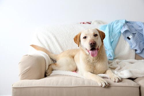 Retriever som ligger på handduk.