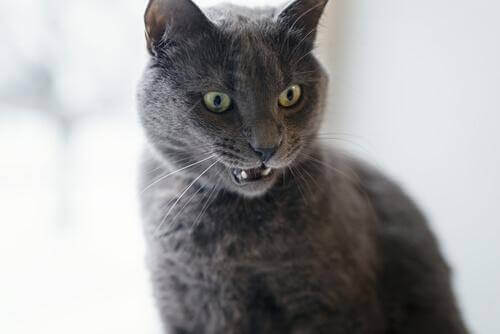 Tydliga och subtila tecken på att din katt är arg