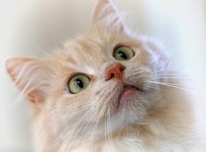 Lär dig att träna din katt med hjälp av en klicker