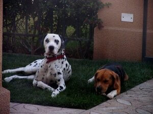 Hur man undviker loppor i hemmet på rätt sätt