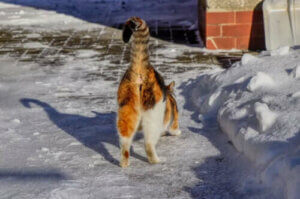 En del katters bak luktar mer än andra, men varför?