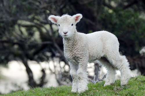 Veganska kläder gjorda av tyger som inte utnyttjar djur