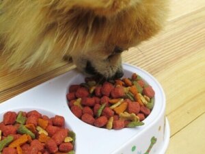 Rekommendationer för att välja rätt hundmat