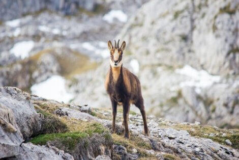 Den mystiska pyreneiska gemsen