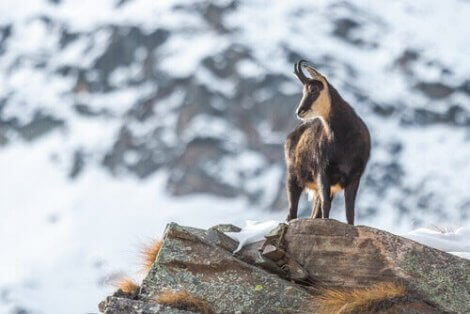 En pyreneisk gems på berg