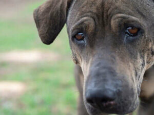 Djurs känslor: gråter hundar som människor?