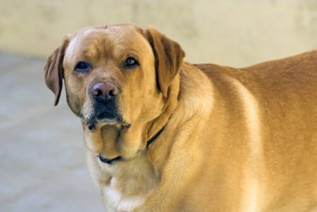 Hund som lider av övervikt