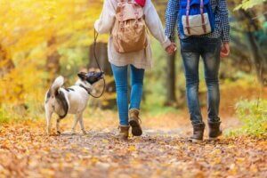 De bästa sätten att njuta av en hundpromenad