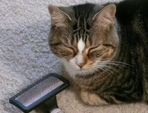 Hur du bör borsta din katt för bästa resultat