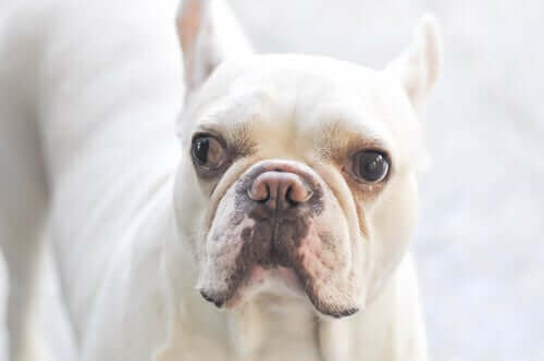 Skelande hund