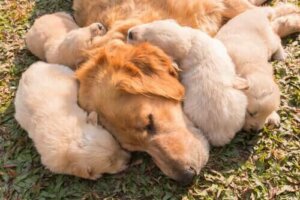 Hur fungerar en hunds immunsystem?