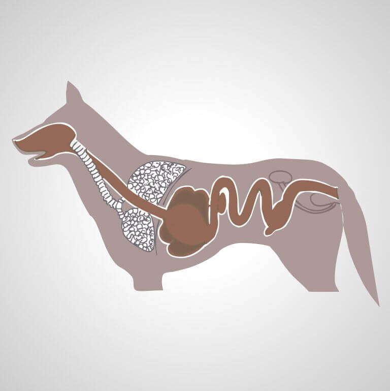 En hunds matsmältningssystem.