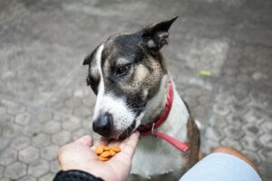 Lär dig om hur hundar smälter maten efter att de ätit