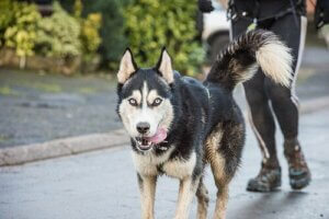 Att gå ner i vikt med sin hund på rätt sätt