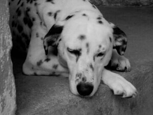 Lär dig hur man kan upptäcka anemi hos hundar