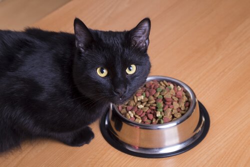 Katt med sin matskål.