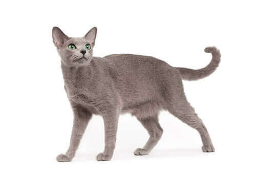 Katt som tittar upp.