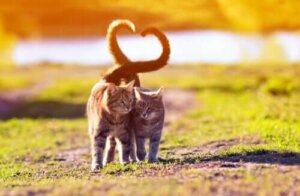 Kattsvansarnas språk – hur man förstår katten