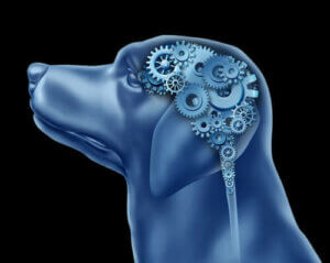 Tvångssyndrom hos hundar: kännetecken och beteende