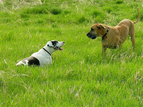 Aggressiv hund