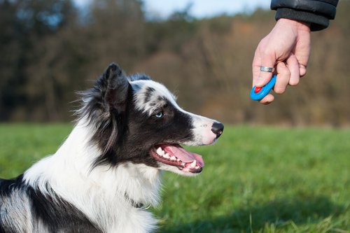 Hund blir tränad med hjälp av en clicker.