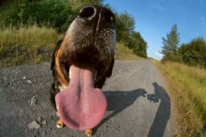 Orsaker till halitos hos hundar: identifiera hälsoproblem