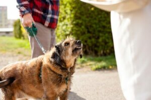 Har min hund blivit galen? Plötsliga beteendeförändringar