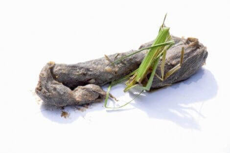 Hårboll med gräs