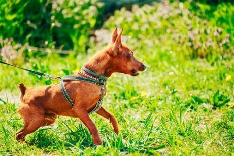 Hund drar i koppel