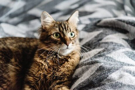 Katt med vidöppna ögon