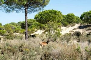 Natura 2000-nätverket: Bevarande av biologisk mångfald