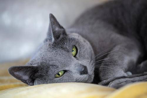 Russian blue med gröna ögon.