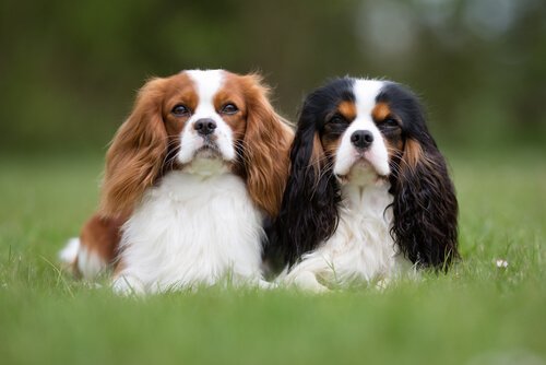 En hund kan hjälpa en döv att höra.