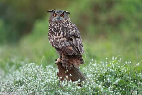 Berguv i naturen.