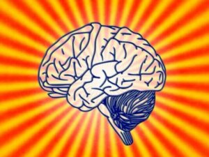 Vad handlar beteendemässig neurovetenskap om?