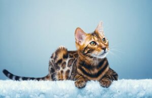 Bengalkatten – en miniatyrleopard i hemmet