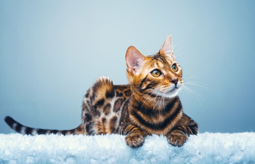 Bengalkatten – en miniatyrleopard i hemmet