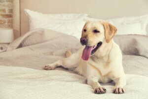 När är en tik i sin fertila period?