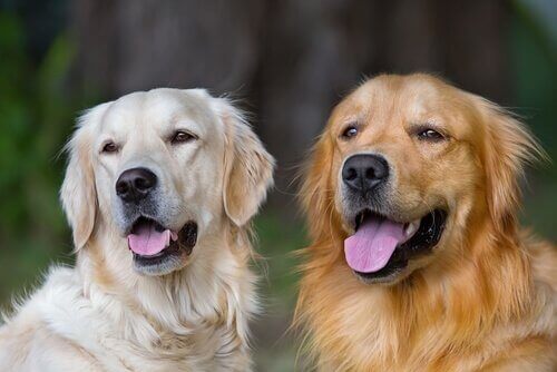 Ett golden retriever par.