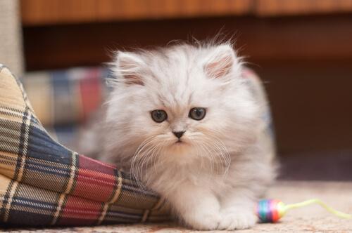 Fluffig perser i en kattsäng.
