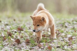 Lär dig mer om några av de förmågor som hundar har!